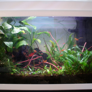Aquarium de Base