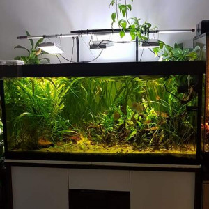 Aquarium amazonien