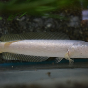 Channa argus platinum