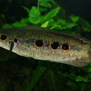 Channa pleurophthalma