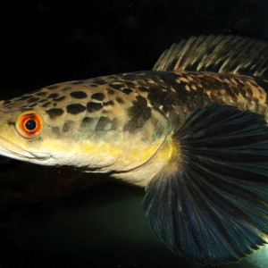 Channa marulioides