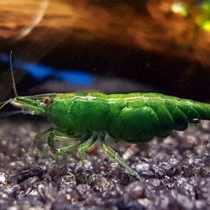 Neocaridina davidi var. green jade