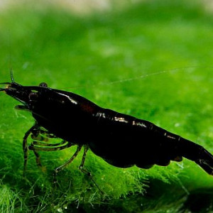 Neocaridina davidi var. black rose