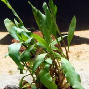 Cryptocoryne nevillii