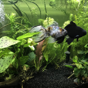 80L