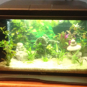 Aquarium de quarantaine