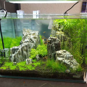 aquascape