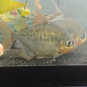 Metynnis lippincottianus