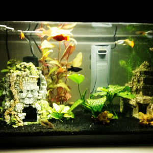 Guppy molly