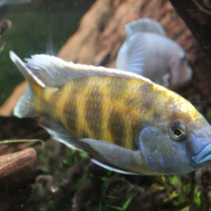 cichlide95