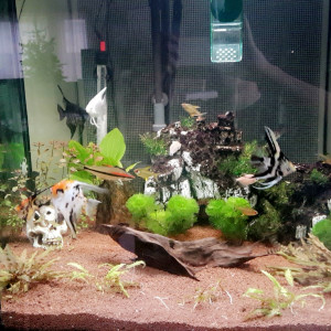 Aquarium
