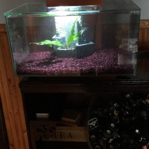 6 gallons