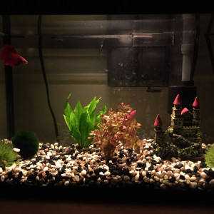 5 gallons
