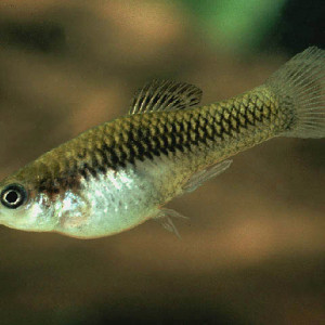 Xiphophorus couchianus
