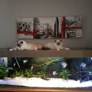 Aquarium à scalaire