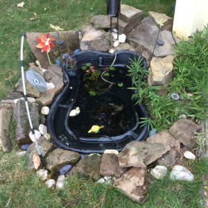 Bassin extérieur 250 litres
