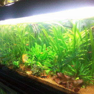 Mon Bac 550Litres