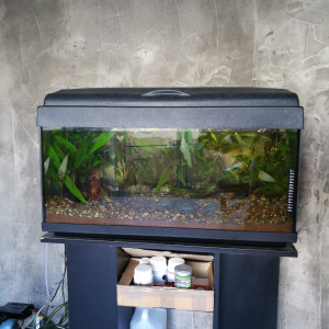 Laetacara Curviceps et Tetra cuivré