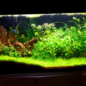 Aqua 210 litres net