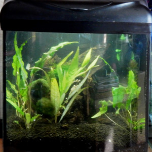 30 L Killie