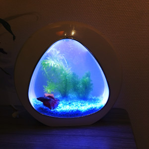 Betta