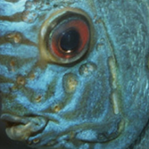 Hexamitose (hexamita symphysodonis)