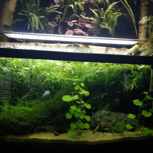 biotope asiatique