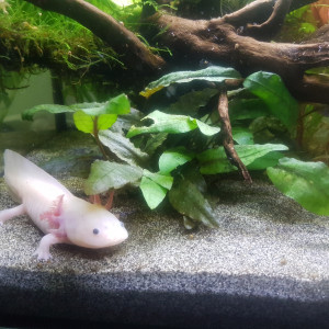 Axolotl in the garden