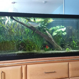 75 gallons
