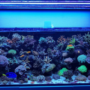 Ma petite barrière de corail