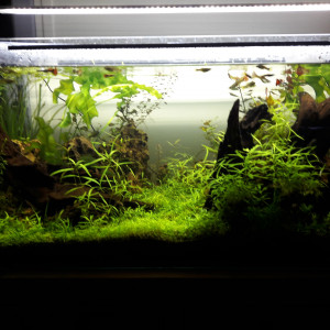 Aquascape 200L