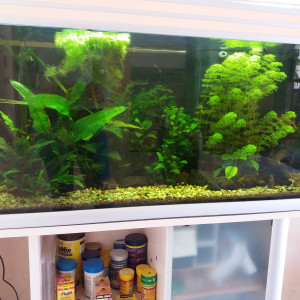 Asiatique 180 litres