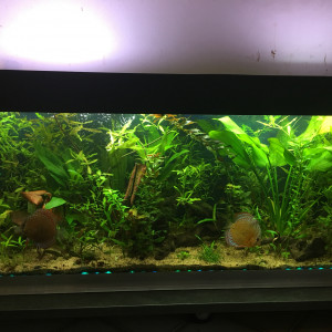 Amazonien 360l