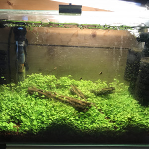 20L en attente de crevettes