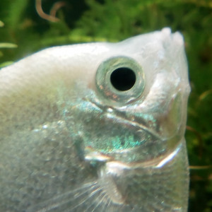 400 l avec scalaire nez rouge cardinalis