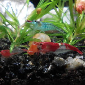 Rili red