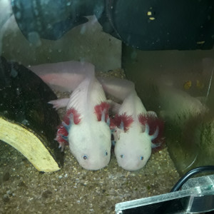 Axolotls