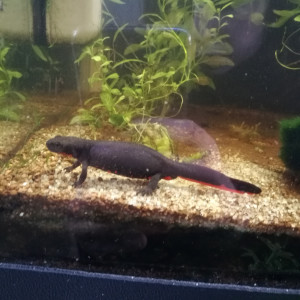 Aquaterrarium