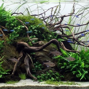 aquascaping