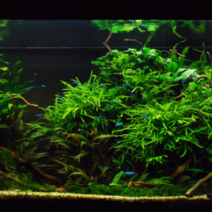 aquascape