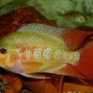 Amphilophus lyonsi