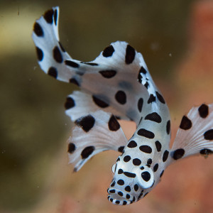 Chromileptes altivelis
