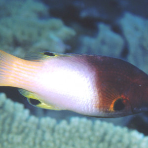 Bodianus axillaris