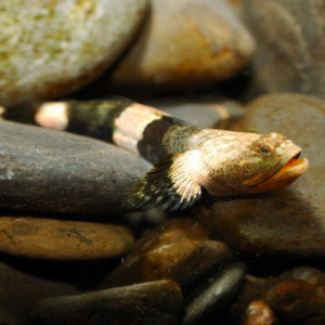 Schismatogobius ampluvinculus