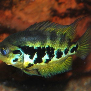 Archocentrus centrarchus