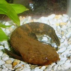 Amaralia hypsiura 