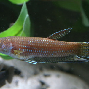 Betta antoni