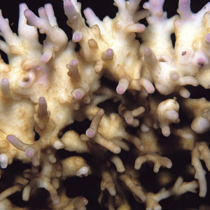Acropora fenneri