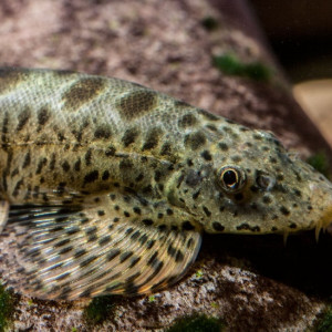 Bhavania australis