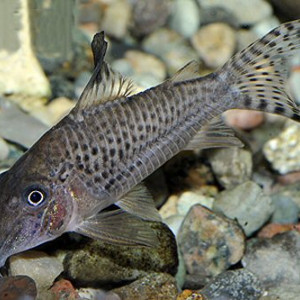 Corydoras acutus